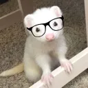ohmyferrets