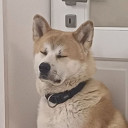 ウルフ