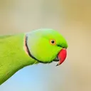 sirserge