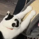 cautiouscat