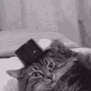 freuu