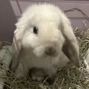 valiant_rabbit_61432