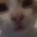 bogsan