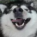 dozaconsumer