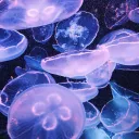medusakb