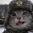 nightshadekitty
