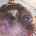 leogard