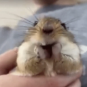 avatar DefinitelyNoah