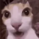 ryuunivek