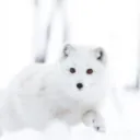 naatya