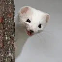 dawnvoid
