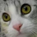 rekknec