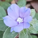 taintedflower