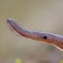 flatworm.monarch