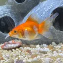 skrelps
