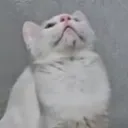 ivanhehe