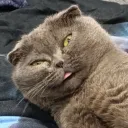 vejoy_