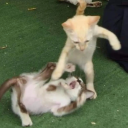 avatar Domi ʕ•̫͡•ʕ•̫͡•ʔ•̫͡•ʔ•̫͡•