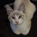 neyneyrio