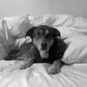 chwy
