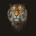 andrey_moroz