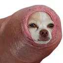 _zigoto_