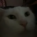 brandino0