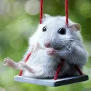 mouse.5