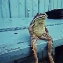 .skorak