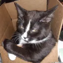 bexxasaurus