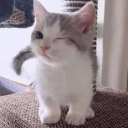 avatar chari ˚₊·—̳͟͞͞♡