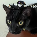 catgogi
