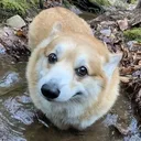 asher_the_sheep