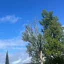 pepito6648