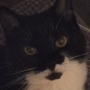 avatar The Dog from John Wick