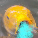 acutefishy