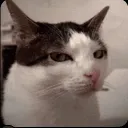 dunkindodo