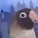 budgiehammer