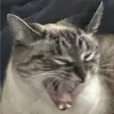 the_business_cat