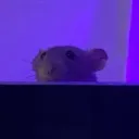 liljawnby