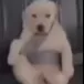 kingoskaritoo