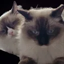 0_cat_0