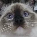 0_cat_0