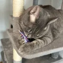 gintagill