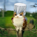 avatar ⋆˚☆˖*Toaste*˖☆˚⋆