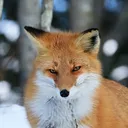 solarized_fox
