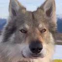 smilepuppy.jpeg