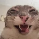 ruchie