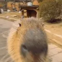 derwya