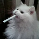 sammyboi0005